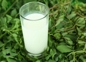 Glass of milk on grass