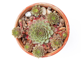 Pot of succulent plants (Jovibarba hirta)