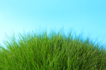 Beautiful green grass on blue background