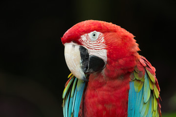 Naklejka premium parrot bird