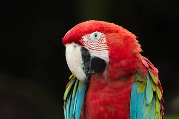 Wandcirkels aluminium papegaai vogel © Pakhnyushchyy