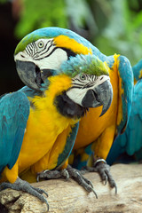 parrots