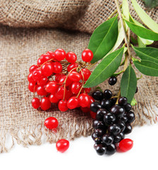 Wild black and red berries with leaves, isolated on white
