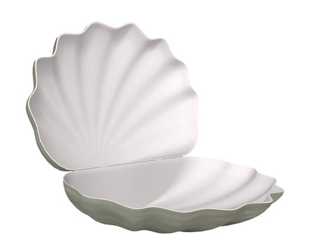 seashell on a white background
