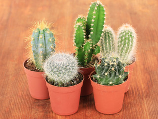 Collection of cactuses on wooden background