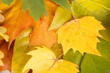 Bright autumn leafs close-up background