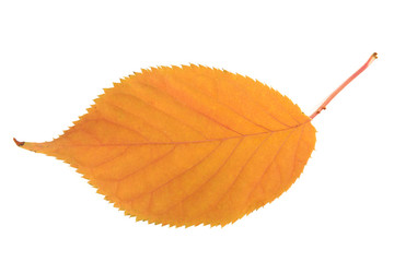 Beautiful autumn leaf isolated on white