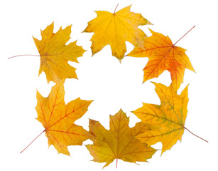 Yellow maple leaves isolated on white