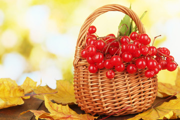 Red berries of viburnum in basket with yellow leaves