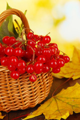 Red berries of viburnum in basket with yellow leaves