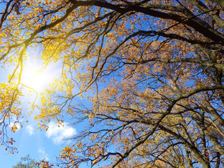 autumn background