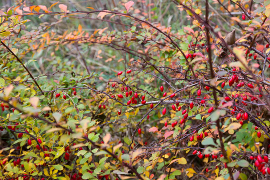 Ripe red berries of barberry (Berberis) in autumn.