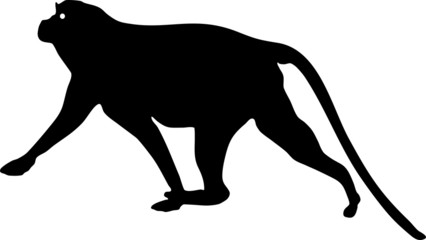 Silhouette of Patas monkey