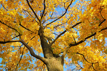 Golden treetop in morning sunshine from below