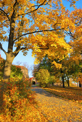 Golden leaves on forest park tree with footpath