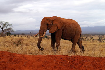 Elephant - Tsavo East National Park