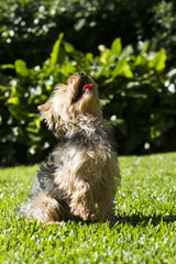 Perro York Shire terrier jugando en el pasto en el jardin.