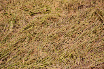 rice field