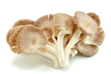 mushrooms on white background