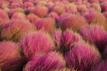 コキア（ほうき草）