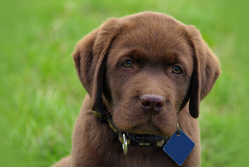 Cute labrador puppy in green grass