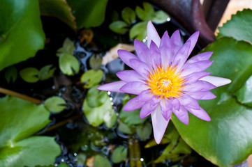 lotus in swamp