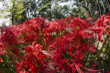 Lycoris