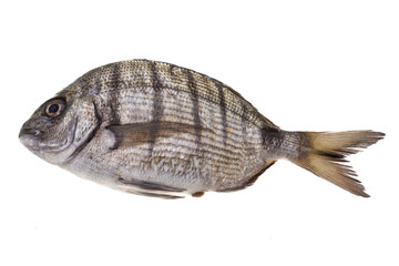 Raw Tilapia