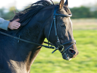 Close up of horse in gallop with rewarding hand