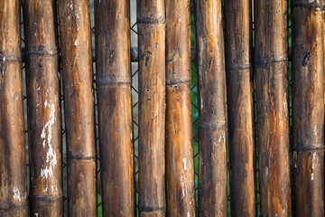 Fototapeta premium Bamboo background