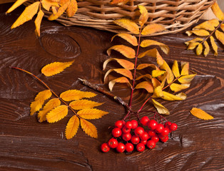 Autumn rowanberry and basket