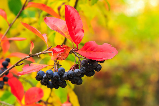 black rowan berries with red leaves in autumn