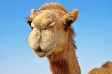 Deurstickers Kameel Close-up van een kameel