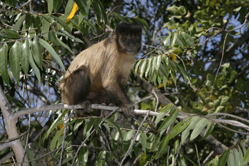 Brown, black-striped or bearded capuchin, Cebus libidinosus