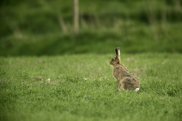 Brown hare, Lepus europaeus,