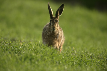 Brown hare, Lepus europaeus,