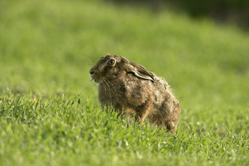 Fototapeta premium Brown hare, Lepus europaeus,