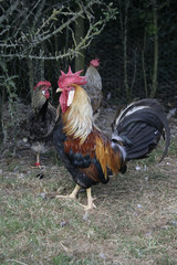 Brown leghorn