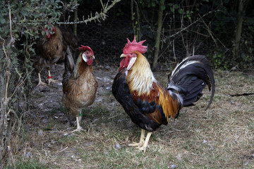 Brown leghorn