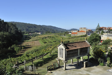 galicia typical rural landscape with barn and vineyards