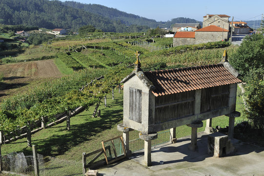 galicia typical rural landscape with barn and vineyards