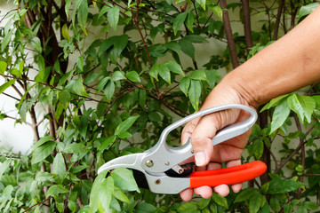 Man hand cutting tree branch