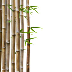 Bambus - 57392384
