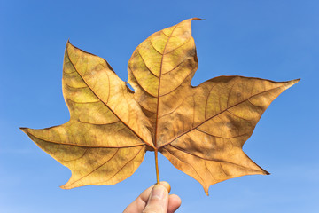 Dry maple leaf over blue sky