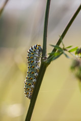 Caterpillar to butterfly Machaon