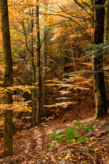 Autumnal beech forest
