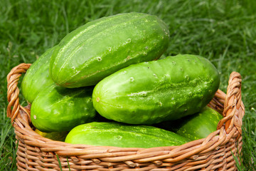 Fresh cucumbers in the vegetable basket .
