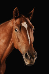 Obraz premium Pferd Fuchs Kopfportrait