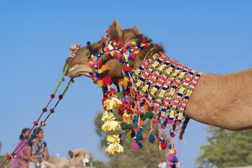 Afwasbaar Fotobehang Kameel Decoration of camel