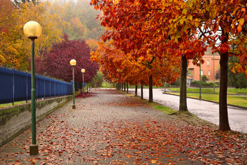Autumnal trees along sidewalk in Alba, Italy.